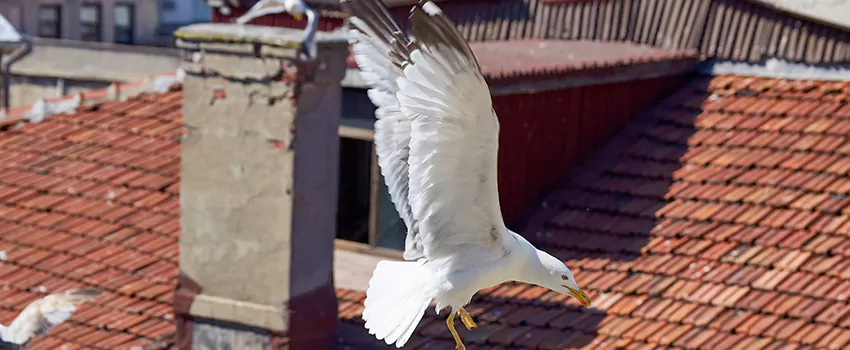 Residential Chimney Animal Removal Solution in Sunnyvale, CA